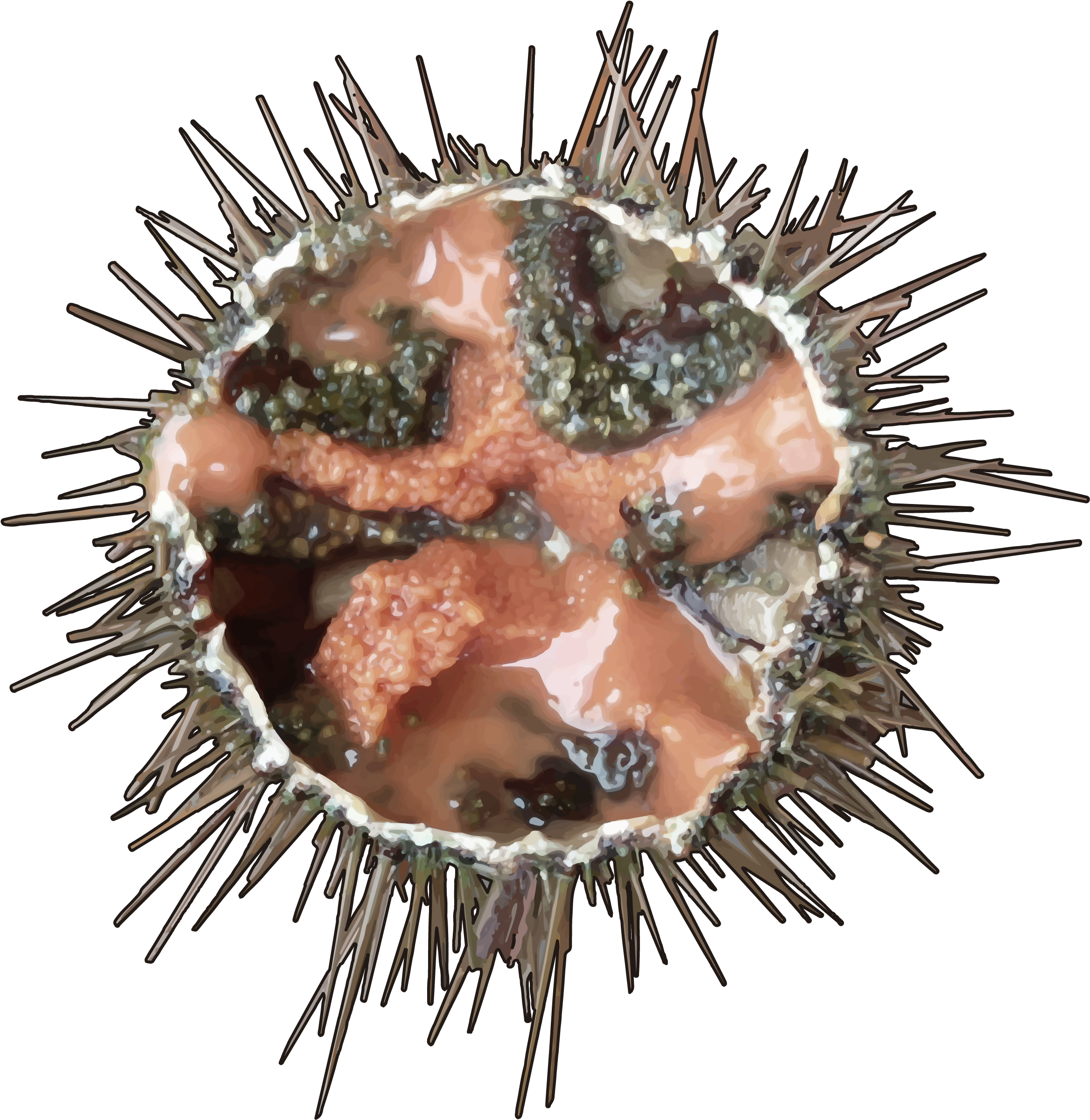Download PNG image - Sea Urchin PNG Free Download 