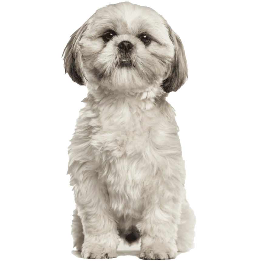 Download PNG image - Shih Tzu Puppy PNG Picture 