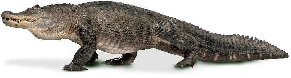 Download PNG image - Alligator PNG 