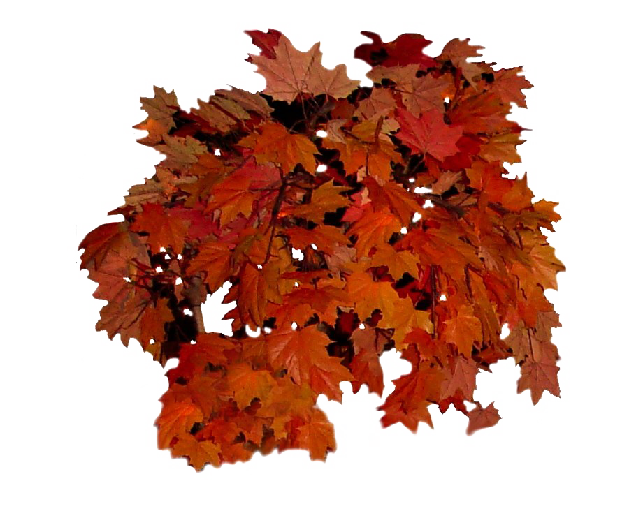 Download PNG image - Fall Leaves Transparent Background 