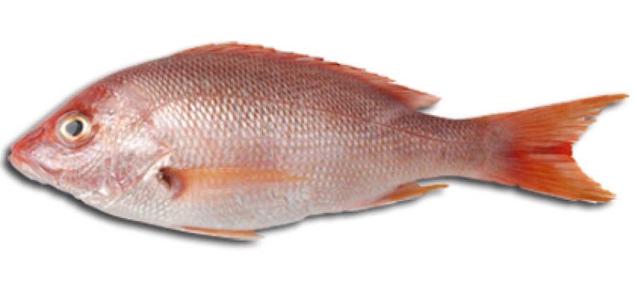 Download PNG image - Fish Meat 