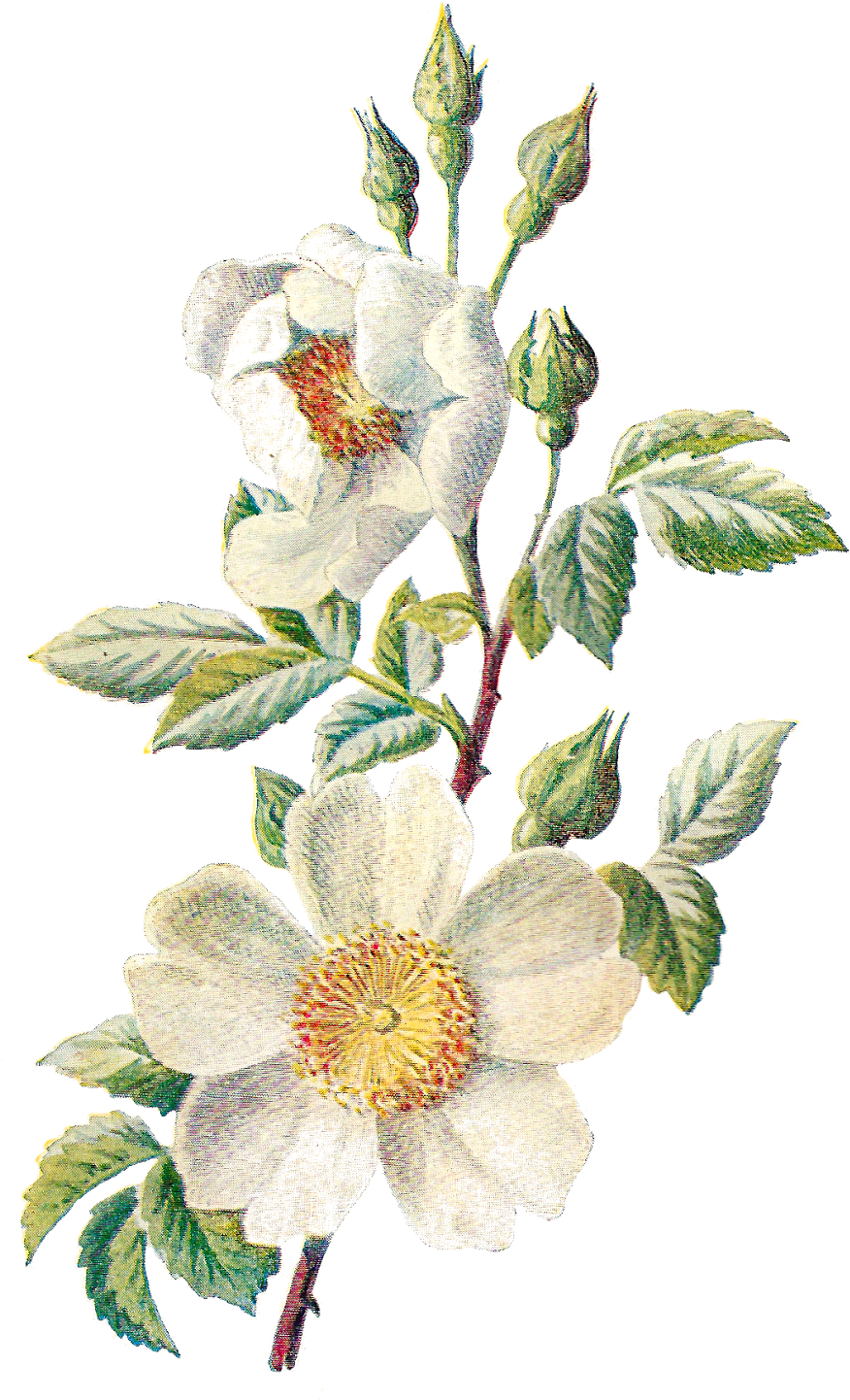 Download PNG image - Flower Artwork PNG Clipart 