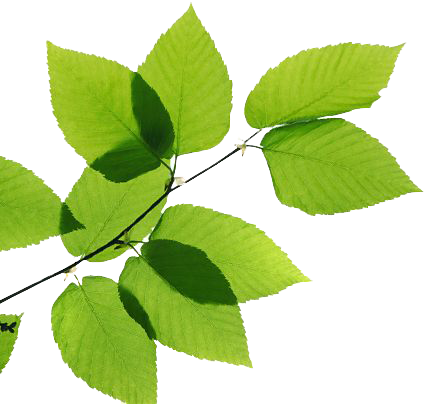 Download PNG image - Green Leaves PNG Transparent Image 