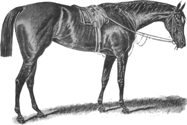 Download PNG image - Horse PNG Isolated Photo 