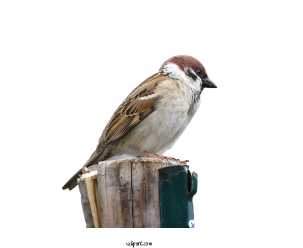Download PNG image - House Sparrow PNG Isolated Photo 