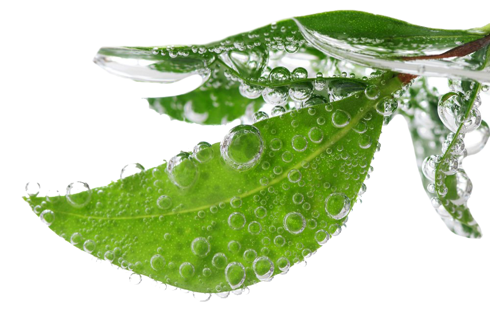 Download PNG image - Leaf Water Dew Drop PNG Transparent Picture 