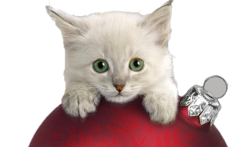 Download PNG image - Little Kitten PNG HD 