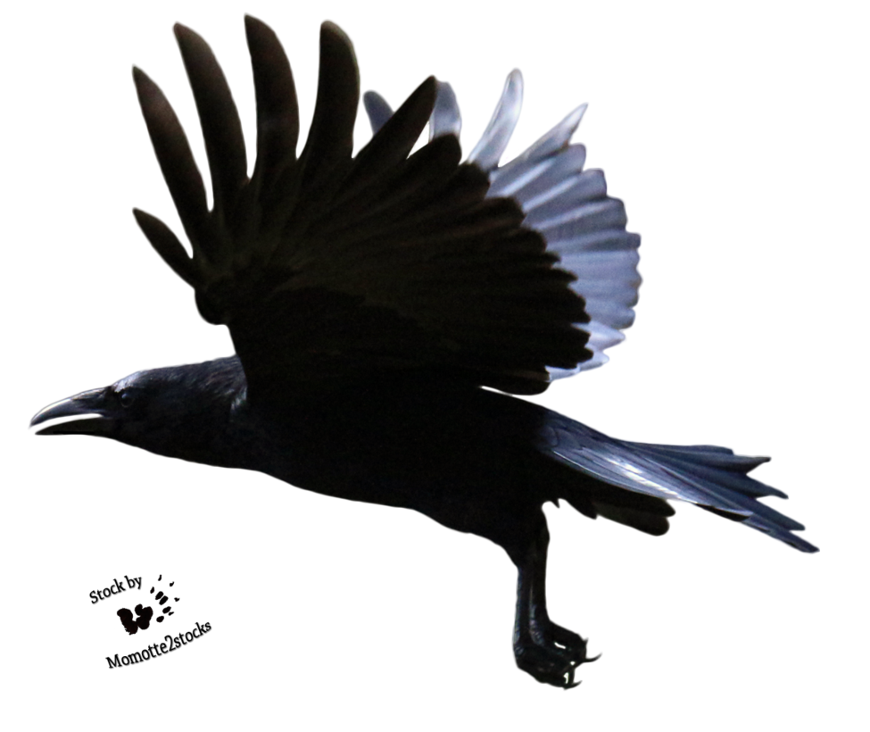 Download PNG image - Raven Flying PNG Clipart 
