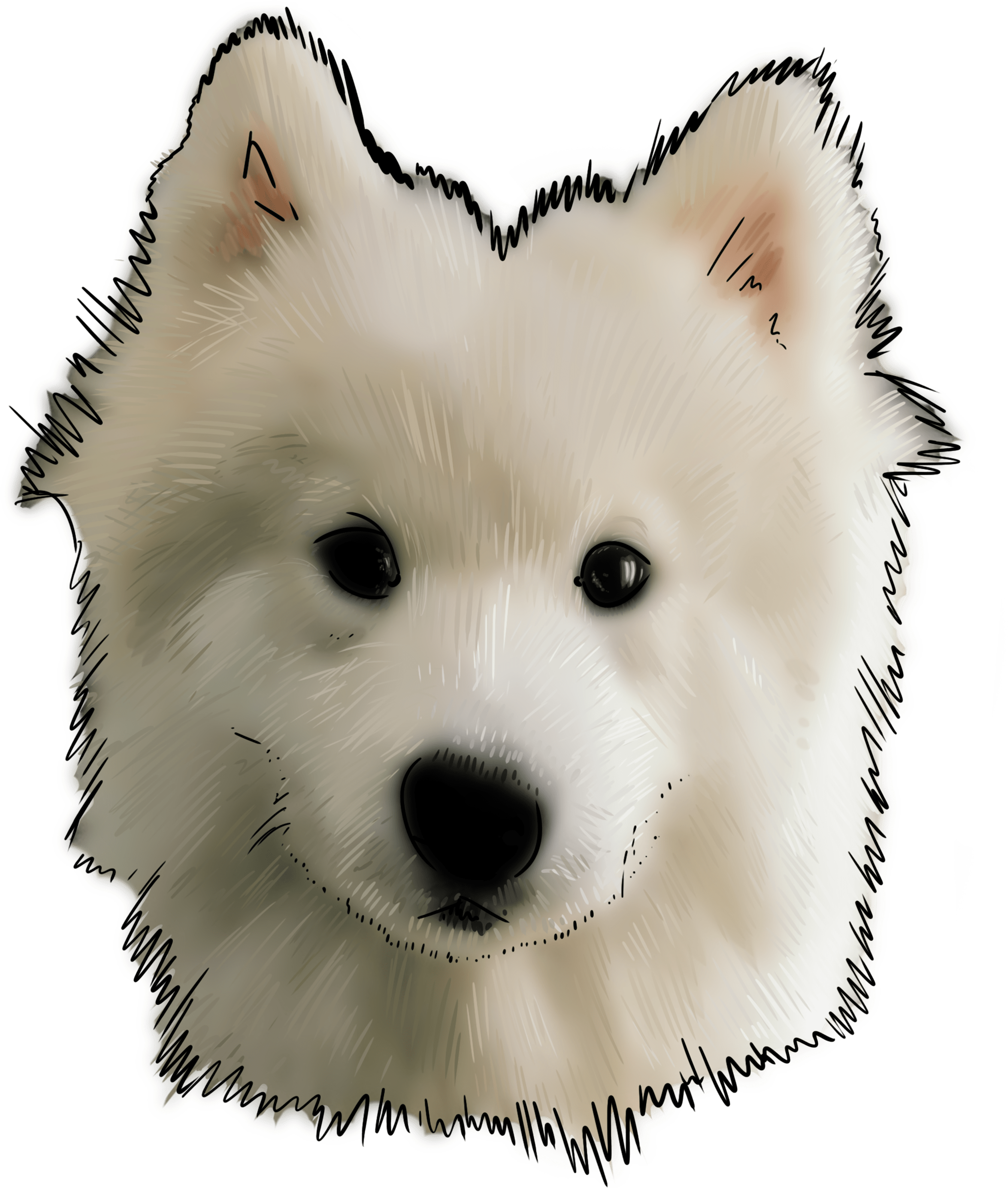 Download PNG image - Samoyed Dog PNG 