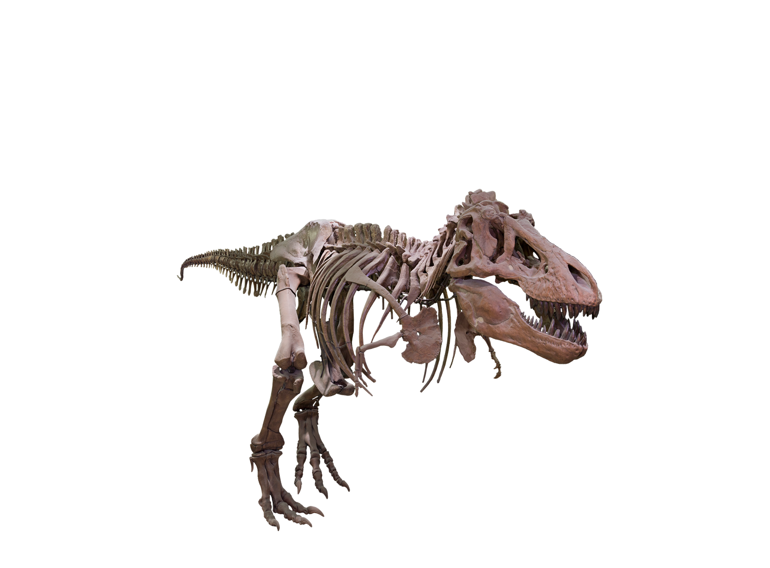 Download PNG image - T Rex PNG Background Image 