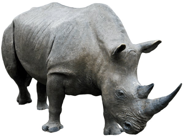 Download PNG image - White Rhinoceros PNG File 