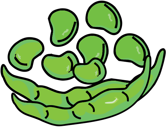 Download PNG image - broad bean PNG Isolated File 