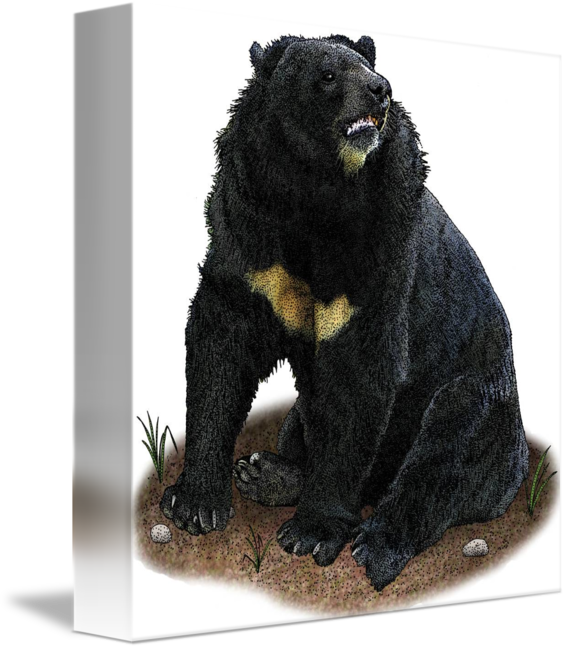 Download PNG image - Asian Black Bear PNG Photo 