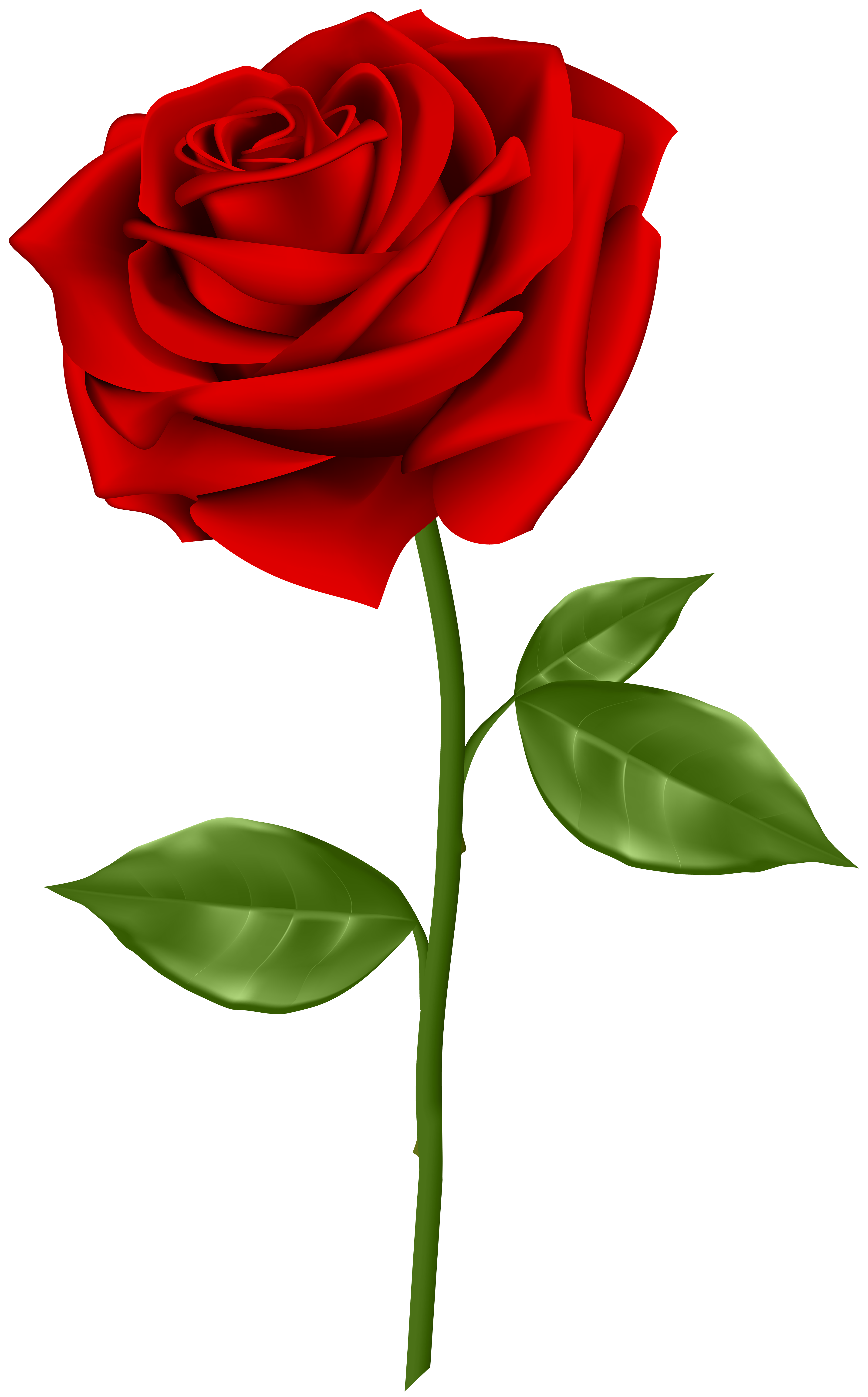 Download PNG image - Drawing Of Roses Download PNG Image 