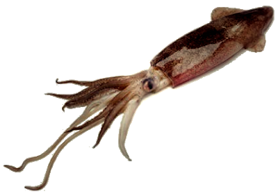 Download PNG image - Giant Squid PNG Free Download 