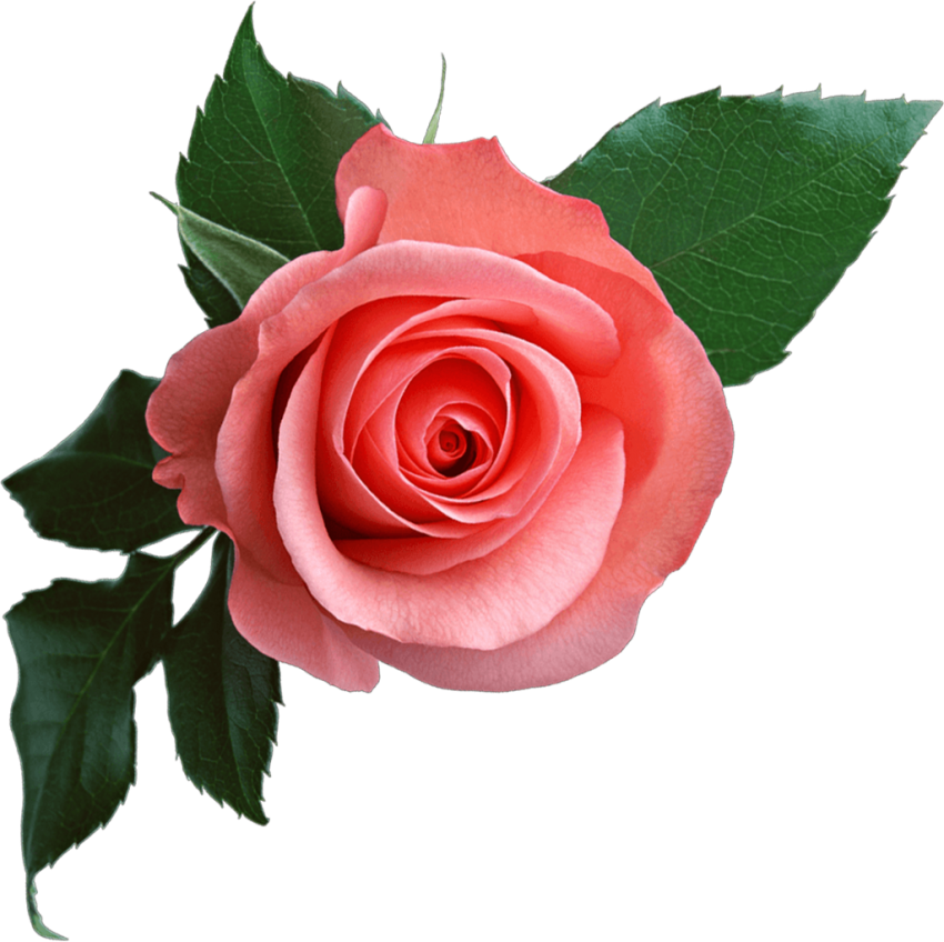 Download PNG image - Pink Rose Flower PNG Photos 