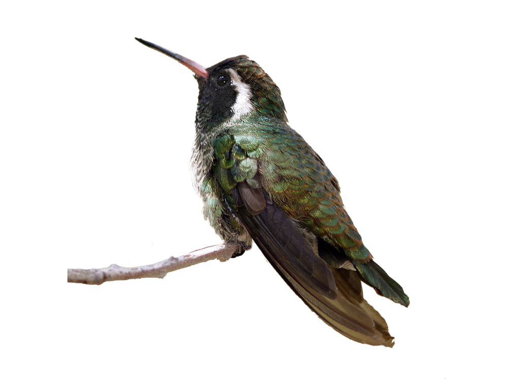 Download PNG image - Real Flying Hummingbird PNG File 