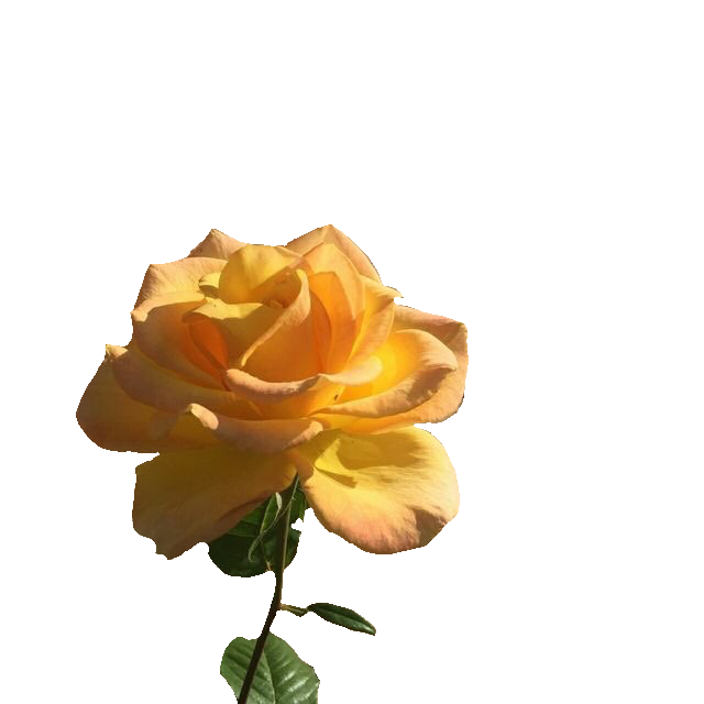Download PNG image - Rose Flower PNG Clipart 