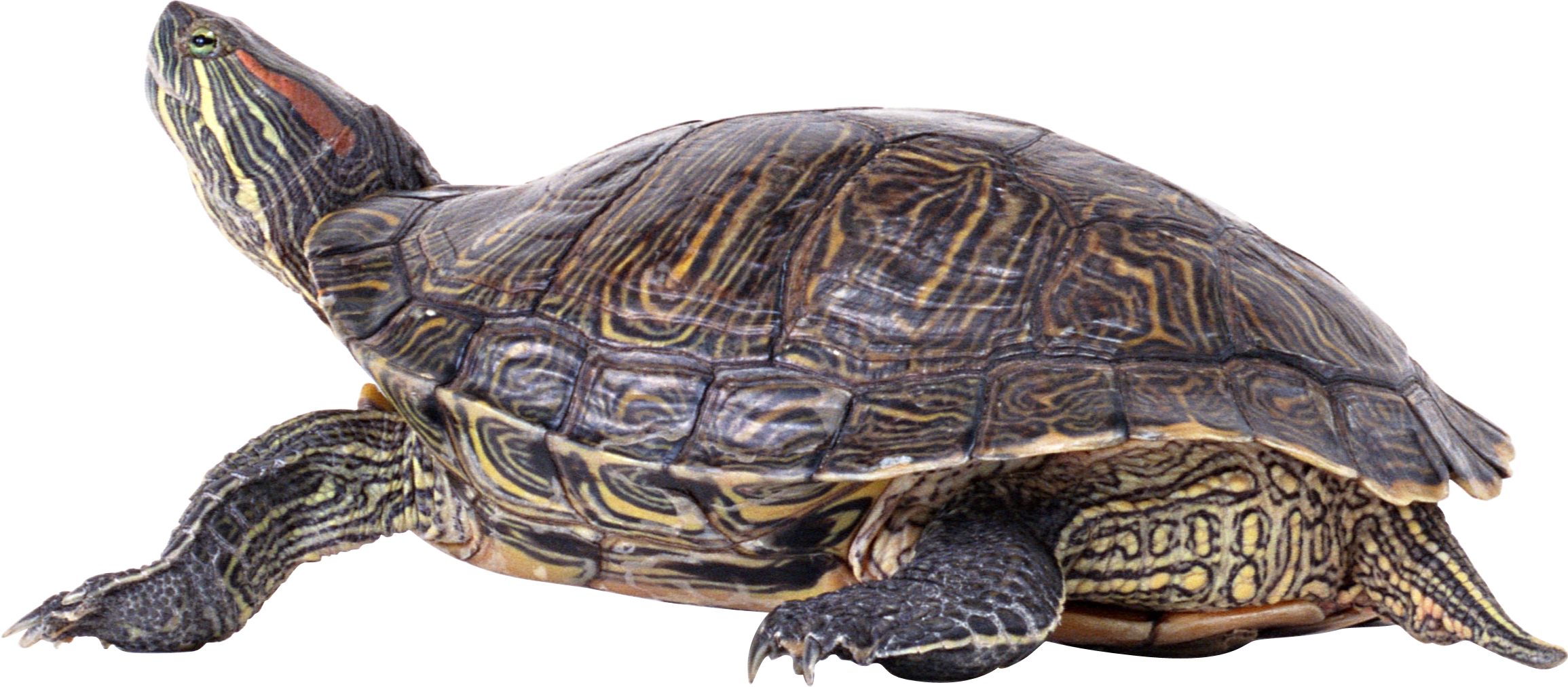 Download PNG image - Sea Turtle PNG Pic 