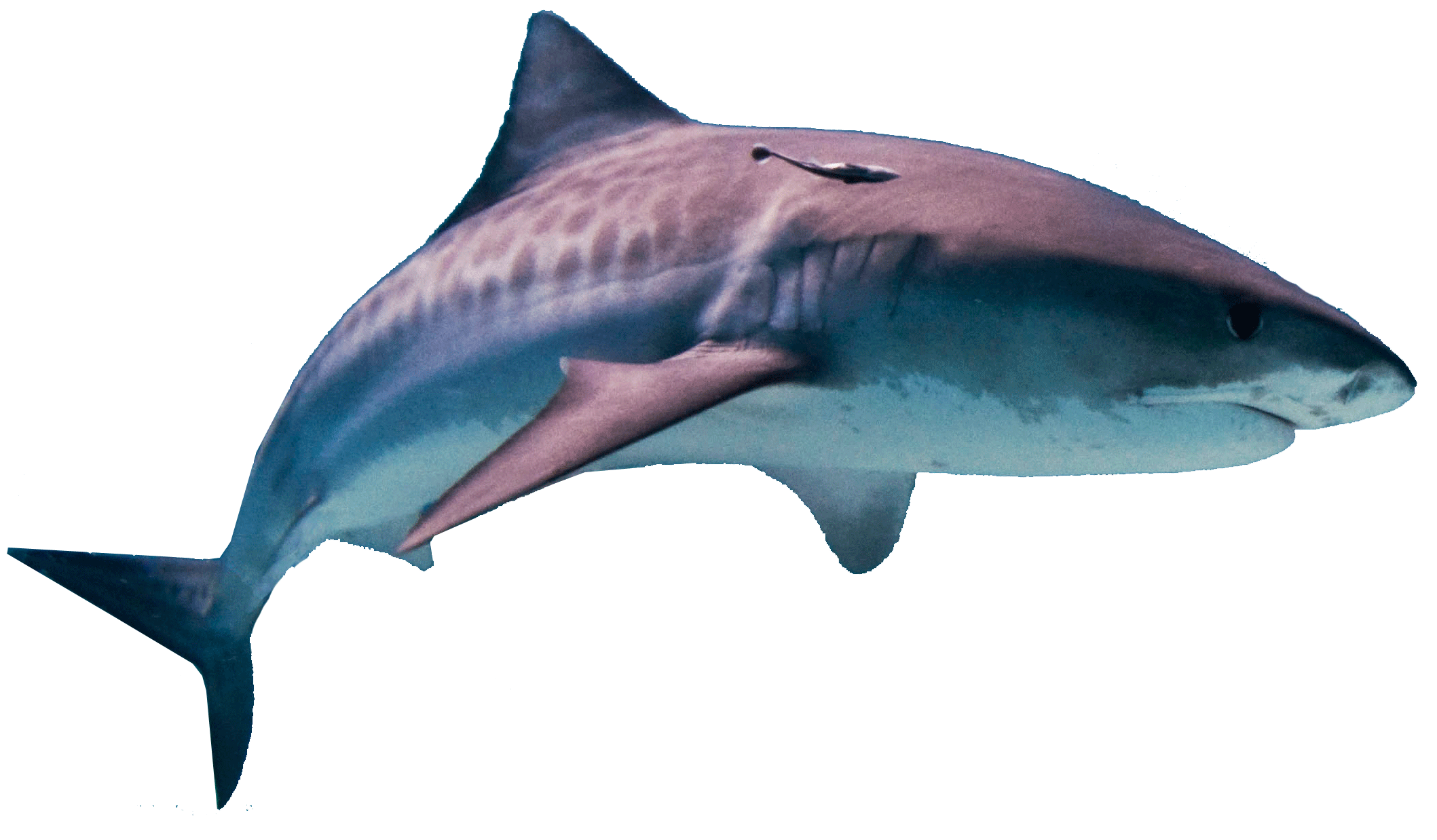 Download PNG image - Shark PNG HD 