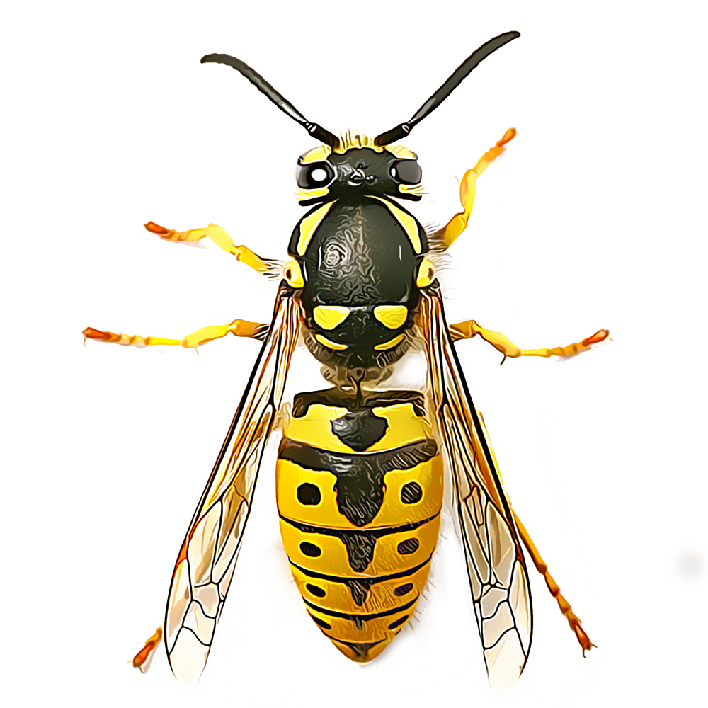 Download PNG image - Wasp Insect PNG Pic 