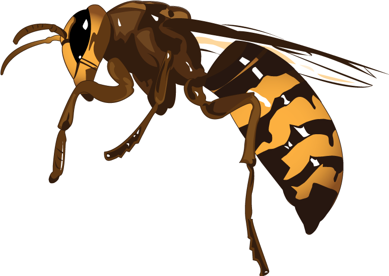 Download PNG image - Wasp Insect Transparent Isolated Background 
