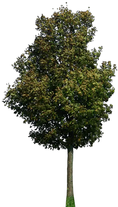 A Tree Png
