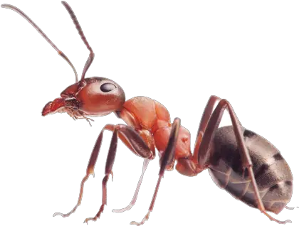Ants Png Image Transparent Background Ant Png Ants Png