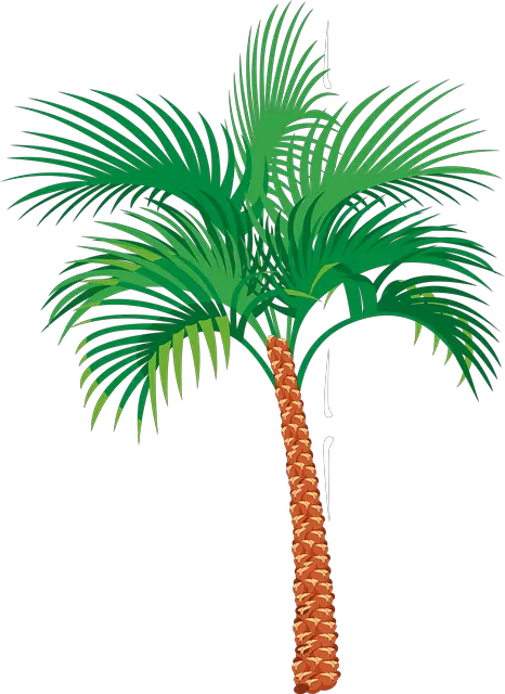 Royal Palm Tree Png