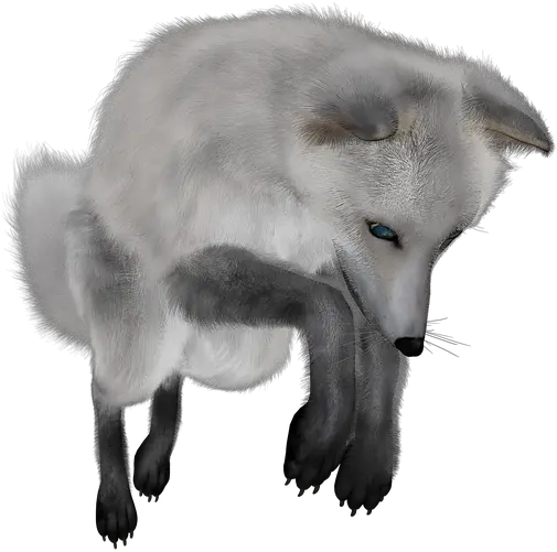 Arctic Fox Transparent Png Image Transparent Arctic Fox Png Fox Clipart Png