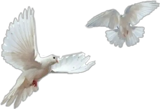 Whitedove Dove Doves Asthetic Png Transparent Doves Png White Dove Png