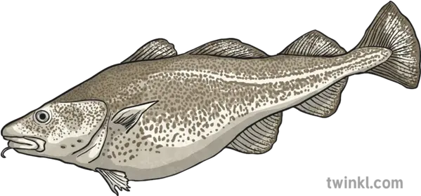 Cod Illustration Twinkl Fish Png Cod Png