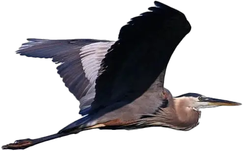 Flying Heron Png Free Download Blue Heron Png Transparent Flying Png