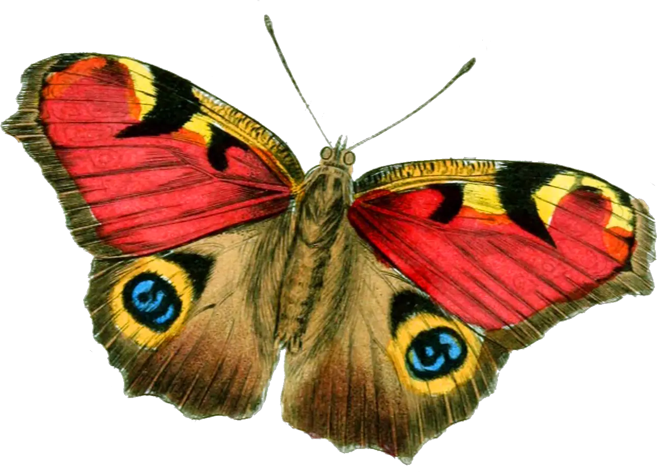 Transparent Glowing Butterfly Png