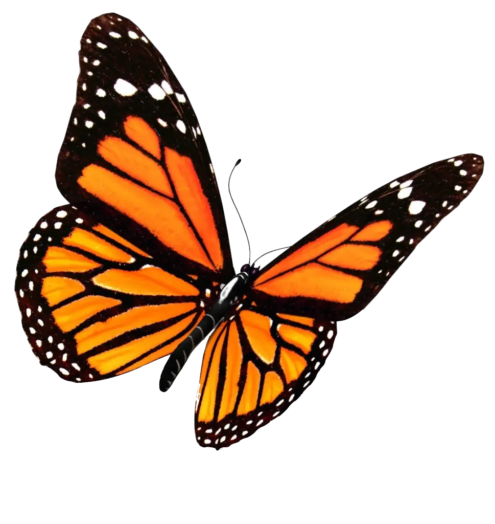 Half Butterfly Png