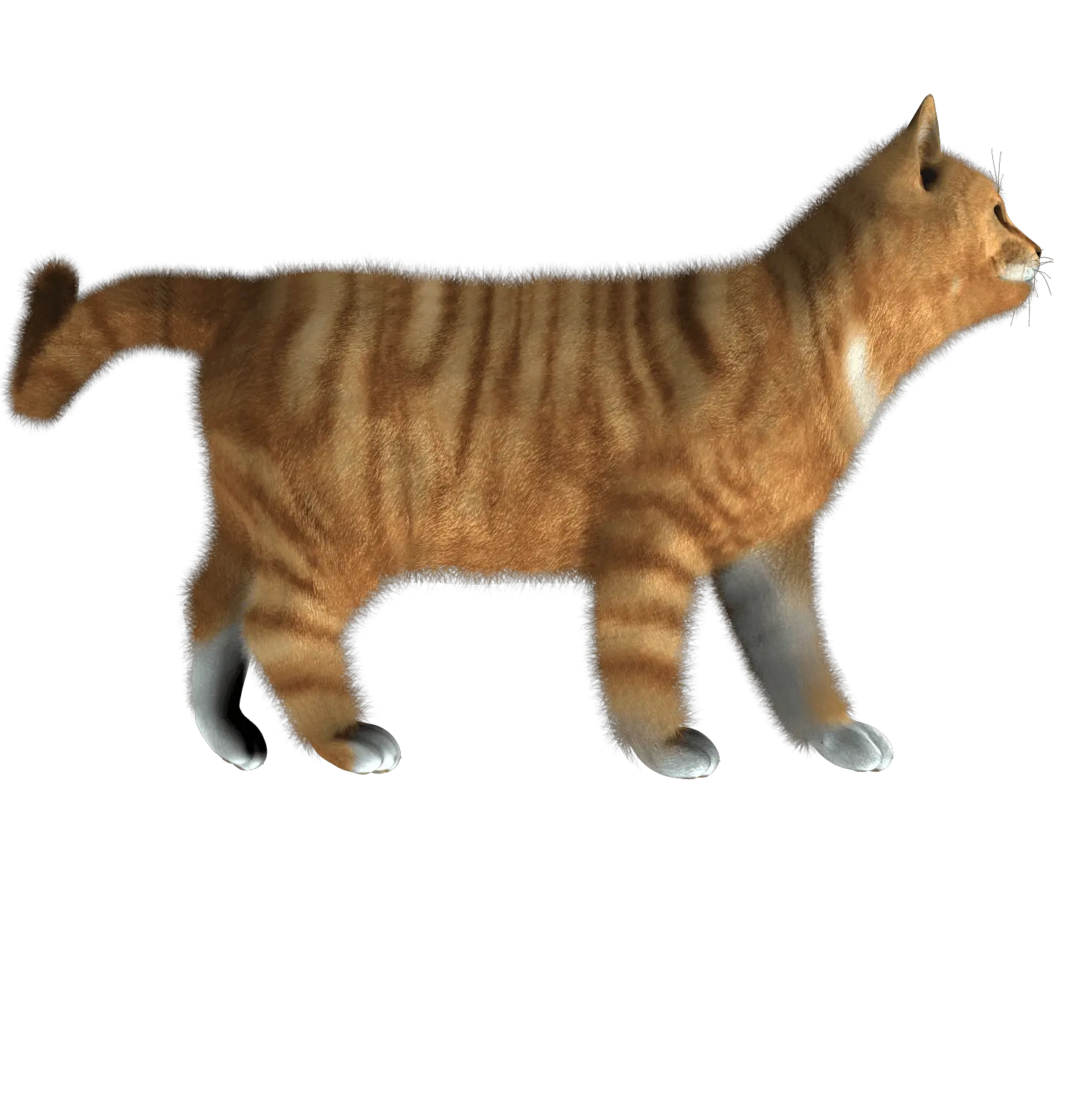 Animated Cat Png